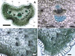 Image result for Oreophyton falcatum