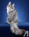 Turkish Angora Cat Breed Information - Kittens For Sale