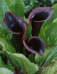 Flowers with same day delivery, we guarantee the florist arranged flowers will be delivered today! Black Star Calla Lily Holland Bulb Farms 77420
