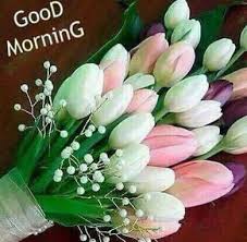 Image of good morning sweet tulip flowers for facebook free download pic. Sweet Good Morning