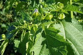 Image result for Nicandra physalodes