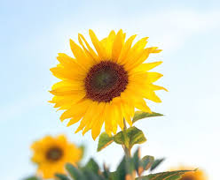 .⁣ rasulullah shallallahu 'alaihi wa sallam menyebutkan keutamaan berwudhu sebelum tidur. Kansas State Flower The Sunflower Proflowers Blog Sunflower Pictures Sunflower Proflowers