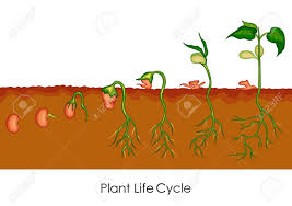 Education Chart Of Biology For Plant Life Cycle Diagram