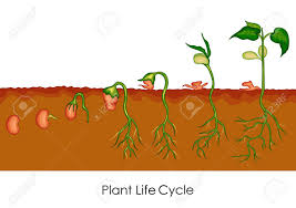 education chart of biology for plant life cycle diagram