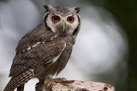 Kebanyakan hewan ini hidup pada malam hari (nokturnal). Burung Hantu Sejarah Mitos Fakta Ciri Ciri Jenis Dan Cara Merawatnya
