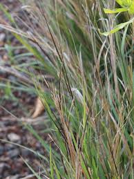 Image result for Heteropogon