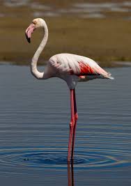 Check spelling or type a new query. Greater Flamingo Disney Animals Wiki Fandom