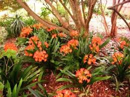 See more ideas about south african flowers, african flowers, flowers. List Of Perennial Plants