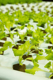 How to make a hydroponic lettuce garden. How To Grow Hydroponic Lettuce Easily Gardening Chores