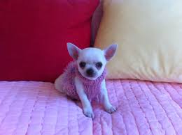 Find chihuahua dogs and puppies from north carolina breeders. Short Haired Chihuahua Puppies Picture Dog Breeders Guide