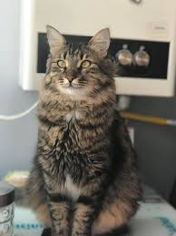 Tekir Kedi Ozellikleri