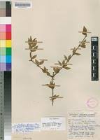 Image result for Canthium glaucum