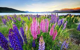 Hd Wallpaper Lupinus Flowers In Various Colors Desktop Background Hd Lake Tekapo New Zealand Wallpaper Flare If you're in search of the best new zealand all blacks wallpaper, you've come to the right place. hd wallpaper lupinus flowers in