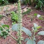 Image result for Phytolacca dodecandra