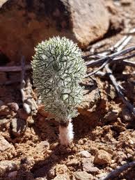 Image result for Eriospermum