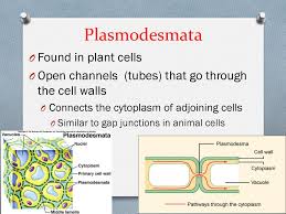 Cell junctions cell junctions can be divided into two types: Cell Junctions Section Ppt Download