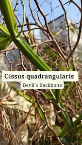 Image result for Cissus petiolata