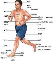 Students can learn the parts of the body with this useful powerpoint. Human Body Parts Part 1
