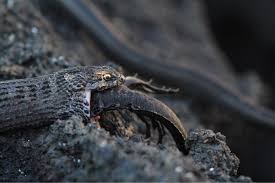 The two subspecies are the eastern and western racers, the latter being larger, longer, and darker than the former. This Racer Snake Eating An Iguana Fernandina Island Galapagos Oc Natureisfuckinglit