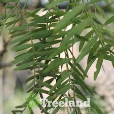 Image result for Prosopis glandulosa