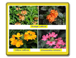 Image result for Crossandra nilotica