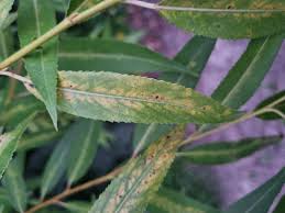 Image result for venturia saliciperda willow tree