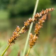 Image result for Carex angolensis