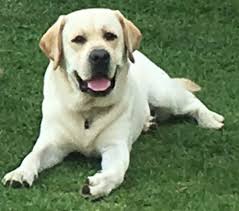 Looking for a puppy or dog in denver, colorado? Rodrigo Braun Labrador Retriever Stud In Denver Colorado