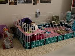 Inside the habitat, there are two areas which makes it ideal for one or two guinea. Pin On Guinea Pigs