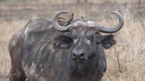 Domestic and feral buffalo populations now live all over asia as well as parts of the middle east, europe, south america, africa, the south pacific and. Buffalo Large African Water Buffalo Stock Footage Video 100 Royalty Free 1020401095 Shutterstock