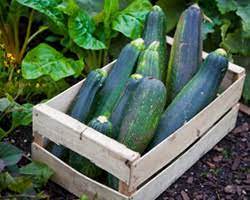 Is zucchini allowed on 17 day diet. The 17 Day Diet Cookbook Recipe Zucchini Lemon And Parmesan Saute Momlifetv