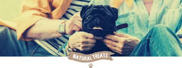 Are bully sticks good for dogs? The Truth About Bully Sticks For Dogs By Jo The Vet