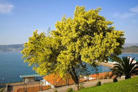 Image result for Acacia dealbata