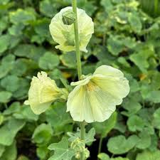 Image result for Alcea rosea