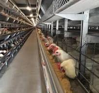 Avancé, polyvalent vente de cages à volailles d'occasion ...