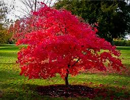 Maybe you would like to learn more about one of these? Can I Use Miracle Grow On Japanese Maple Tree Plantgardener