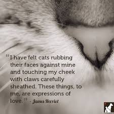 A Blog on Pet Health, Nutrition, and Tips | Homes Alive Pets - 11 ... via Relatably.com