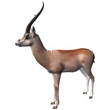 Gazelle supreme glider home workout & fitness machine with instructional dvds. Dorcas Gazelle Ancestors The Humankind Odyssey Wiki