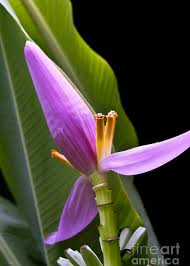 Image result for Musa ornata