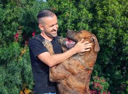 This page discusses the history and origin of the south african boerboel. Mr Boerboel The Middle Man Modern Molosser