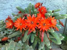 I always consider labor day to be the unofficial beginning of fall, but today i'm sharing a plant called mezoo trailing red that has become my favorite. 7 Types Of Cactus Found In India Different Varieties Of Cactus Plants