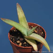 Image result for Aloe spicata