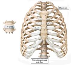 Jugular notch, sternoclavicular joint, superior border of clavicle, acromion , spinous processes of c7 inferior: Thorax 1 Anatomy Of The Thoracic Wall Flashcards