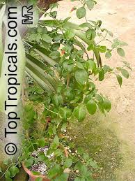 Image result for Manettia