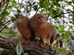 Check spelling or type a new query. Affen Regenwald Wildlife Kostenloses Foto Auf Pixabay