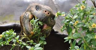Pin On Turtles Tortoises And Terrapin