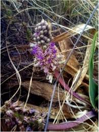 Image result for Ledebouria revoluta