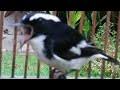 It is found in the indian subcontinent. Download Suara Burung Decu Kembang Mp3 5 4 Mb Kicau Siburung Com