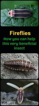 Help Fireflies By Doing These Things In Your Backyard