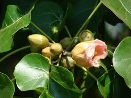 Image result for Thespesia populnea